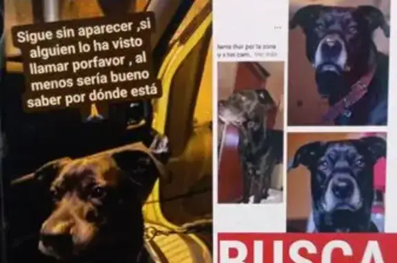 Perro Perdido en Lérida: Negro con Canas