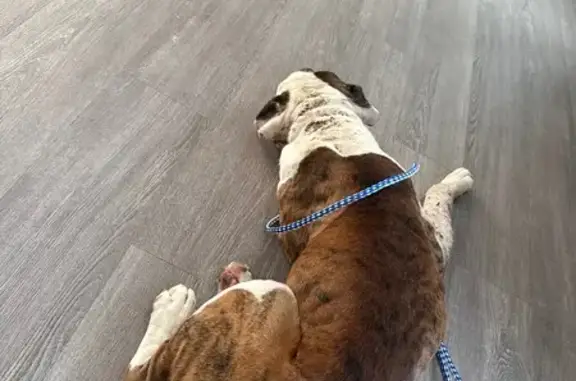 Found Boxer: White/Brown, No Chip - Help!