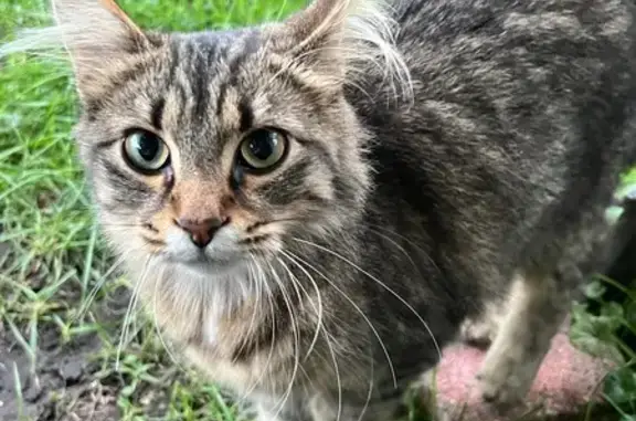 Found Young Cat: Grey/Brown/White in St. Paul