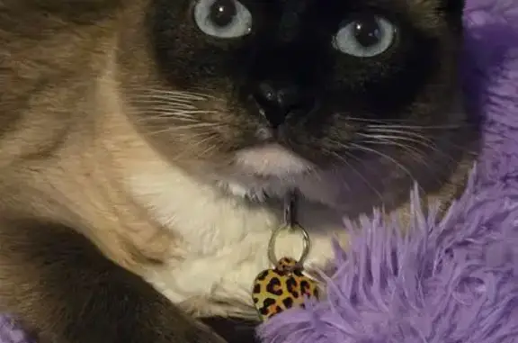 Lost Cat: Leopard Collar, Highland St.