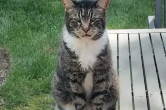 Lost Tabby Milo: Help Find Our Beloved Cat