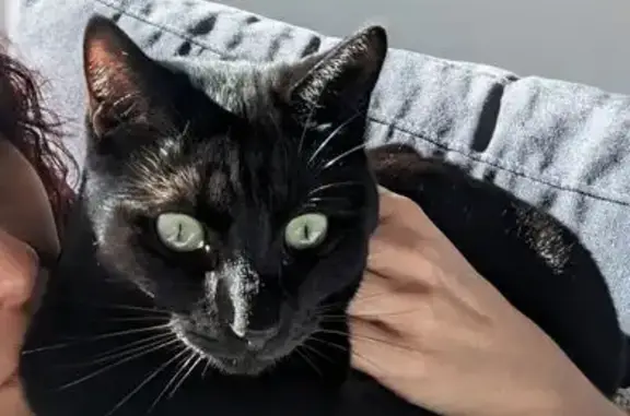 Chatte noire perdue à Miribel-les-Échelles - photo