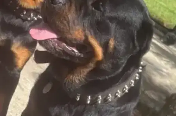 Lost Rottweiler 'Bear' in Ocklawaha Area