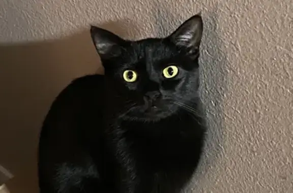 Lost Cat in South Jordan: White Mark