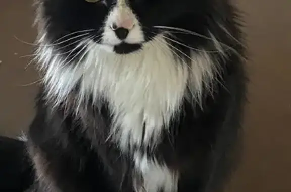 Lost Black & White Cat in South Jordan