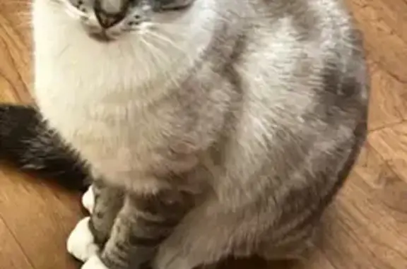 Lost Cat Coco: Ragdoll/Siamese Mix