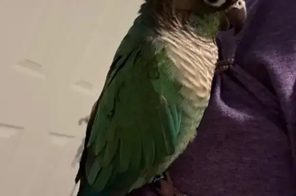 Lost Green Cheek Conure in Abingdon, MD