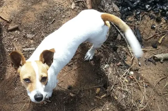 Lost Jack Russell: White/Red, Shady Lane