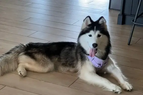 Found dog Phoenix, photo: Sweet Found Dog: Help Reunite Her!