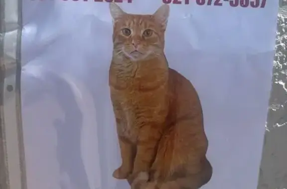 Help Find Missing Cat Cheeto in Melbourne