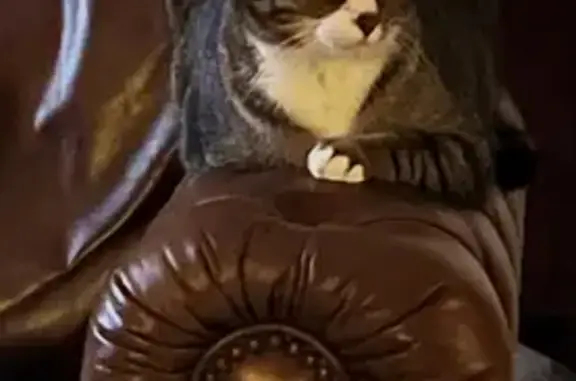 Lost Tabby: Sweet, Vocal, and Hefty
