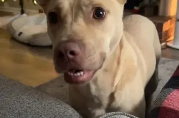 Lost Dog: Cream Coat, Friendly, Adams Lake