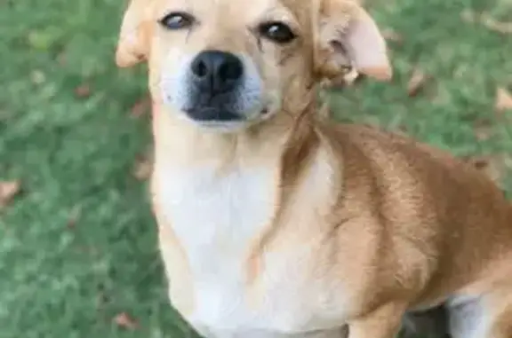 Help Find Our Shy, Lost Dog in Glendale!