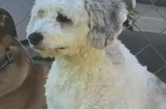 Lost Dog: White, Spotted Ears, S. 64th St