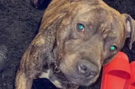 Lost Dog in Athens: Help Find Him!