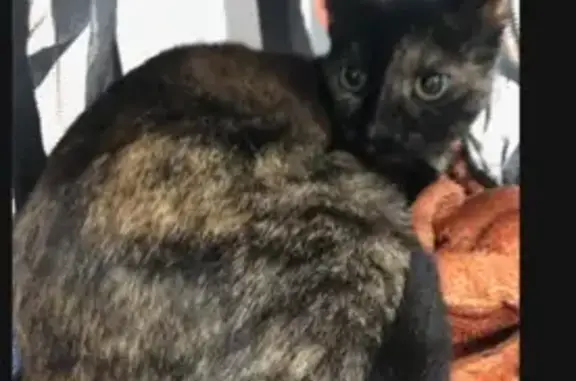 Timid Tortie Lost: Help Find Her!