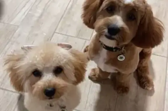 Lost Small Golden Dog in West Palm Beach