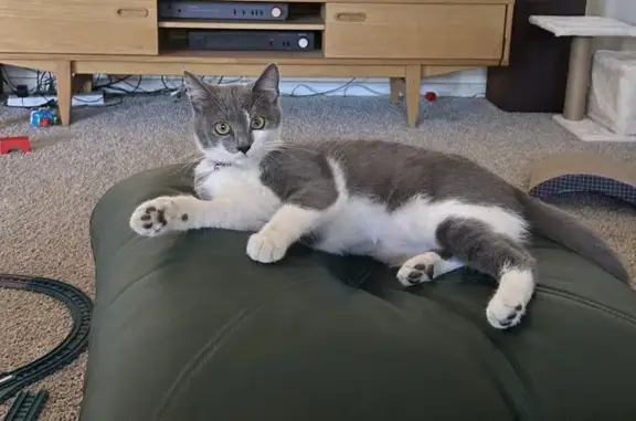 Missing cat , photo: Lost Cat Lulu: Blue-Gray, Pink Collar, 3 Diamonds