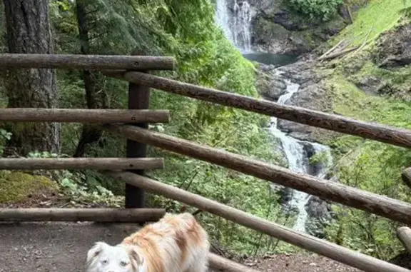 Lost Dog in McCall: White & Brown Markings