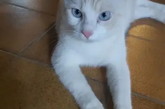 Chat perdu : Minou, blanc et roux, 5 ans - photo