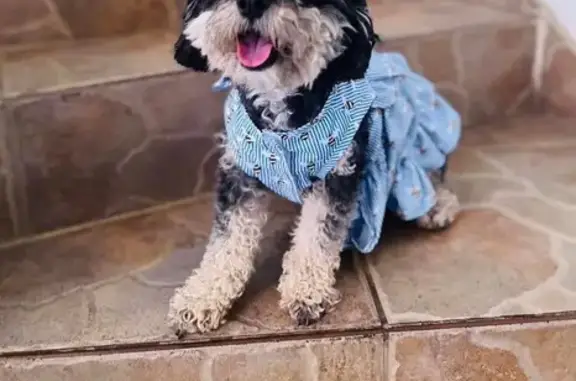 Lost Dog: Black Curly Hair, White Spots
