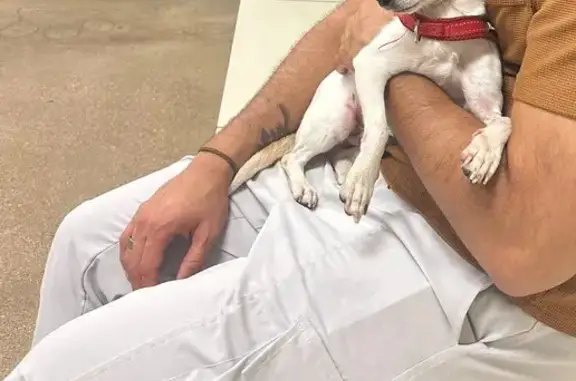 Found pets Dallas, photo: Found: Small Brown & White Dog in Dallas
