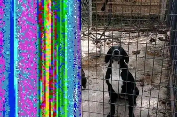 Found dog Ohio City, photo: Found Dogs: Leashes & Collars in Columbus