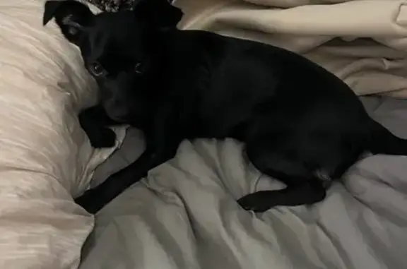 Lost Dog: Black with White Markings