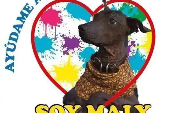 Perra Xoloizcuintle Gris Perdida en Tláhuac