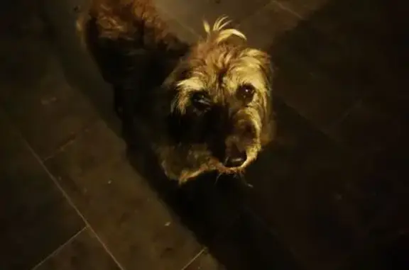 Animaux trouvés , photo: Chienne grise trouvée à Belmont-de-la-Loire
