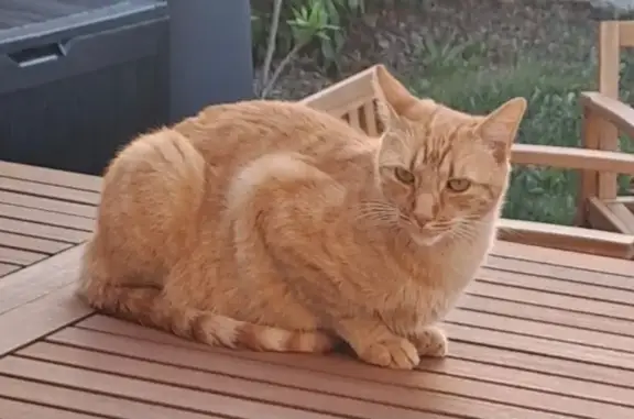 Animaux perdus Nantes, photo: Chat roux tigré perdu à Nantes
