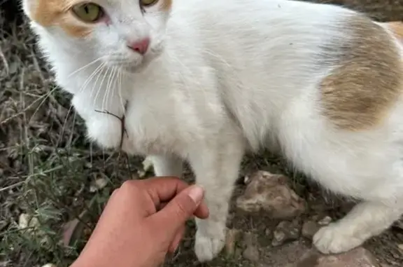 Animaux trouvés Tillières-sur-Avre, photo: Jeune chatte câline trouvée à Tillières