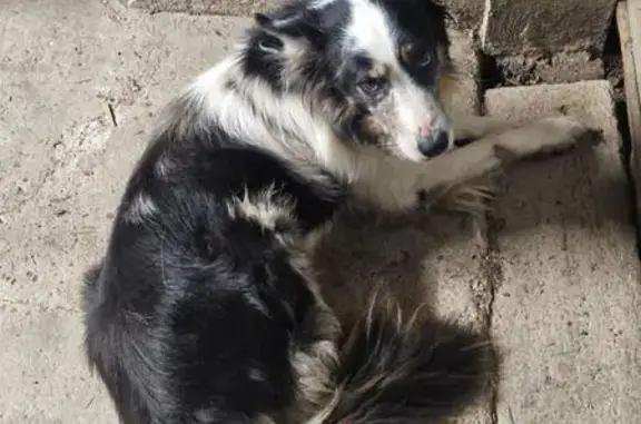 Animaux trouvés , photo: Chien Border Collie trouvé à Moyrazès