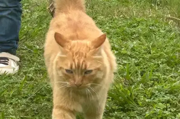 Chat trouvé , photo: Chat roux familier trouvé à Orthevielle