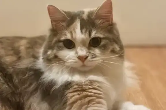 Missing cat , photo: Lost Grey Tortie Cat - Acacia Lane 403