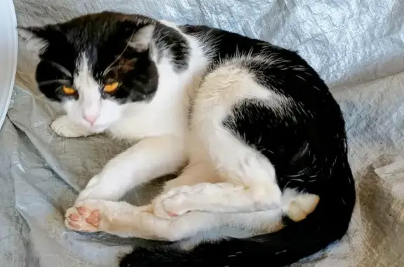 Lost Cat Arlo: Black & White, Gold Collar