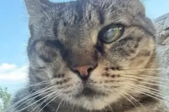 Gatos perdidos, , foto: ¡Gata Perdida en Santa Agnés-San Mateo!