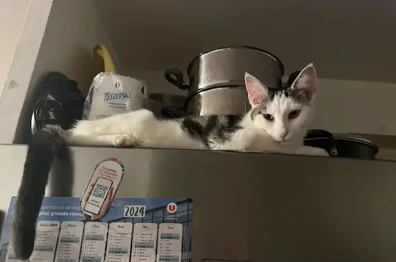 Chatte perdue à Saint-Nazaire - photo