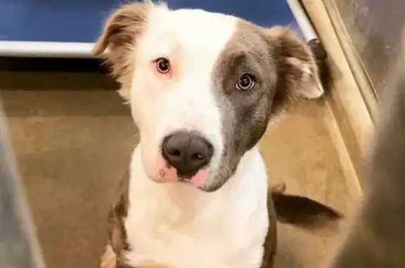 Lost Pitbull-Aussie Mix Near West 700 N