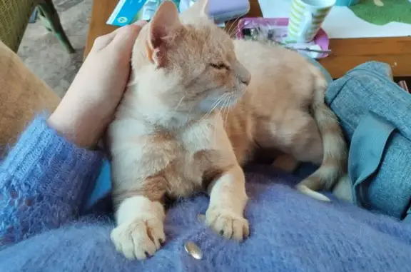 Animaux trouvés , photo: Jeune chat affectueux trouvé à Lamballe