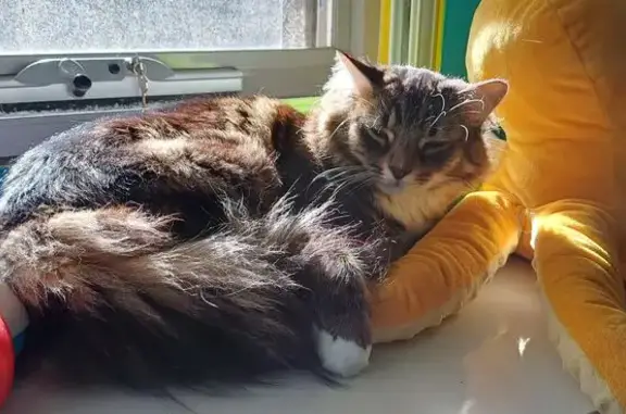 Missing cat , photo: Lost Tabby Cat: Fluffy Coat & Tail