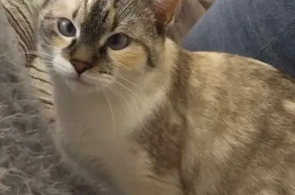 Chatte perdue: strabisme, craintive, Courrières - photo