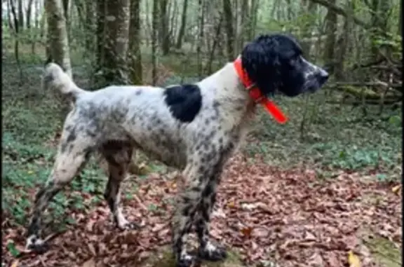 Chien perdu, blanc tacheté, collier orange - photo