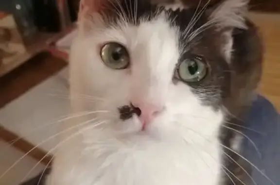 Animaux perdus Nantes, photo: Chatte perdue Cléo, 2 ans, Nantes