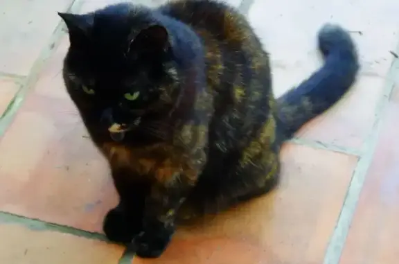 Chatte perdue à Peillon, écaille de tortue - photo