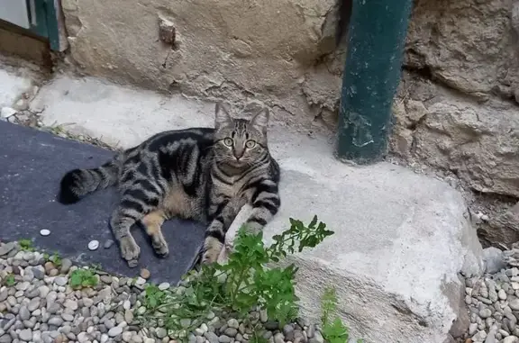 Chat perdu, Morières-lès-Avignon, photo: Chat perdu : mâle tigré, yeux verts, queue courbée