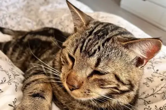 Chat perdu, , photo: Chat tigré perdu à Rantzwiller