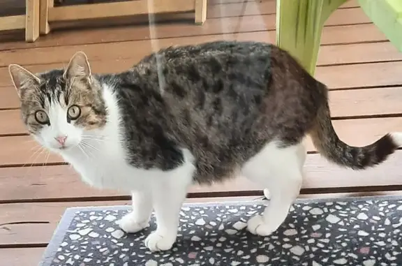 Chat sociable trouvé à Audenge - photo