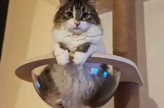 Chatte perdue à Creissan, Occitanie - photo