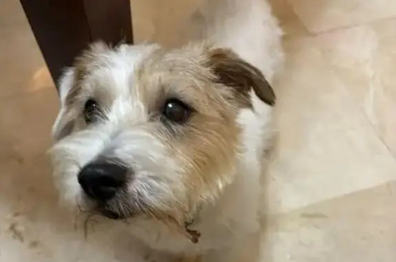 ¡Perro Jack Russell Perdido en Sevilla!